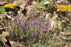 Eusteralis deccanensis